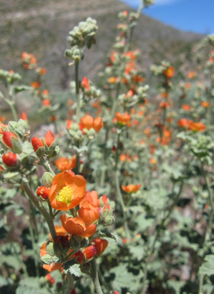 Orange Desert Mallow